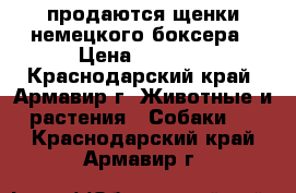 продаются щенки немецкого боксера › Цена ­ 7 000 - Краснодарский край, Армавир г. Животные и растения » Собаки   . Краснодарский край,Армавир г.